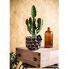 İthal Saksıda Euphorbia Kaktüs